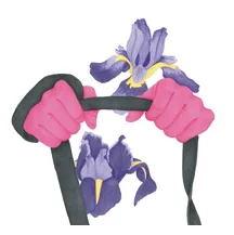 Открытка Ирисы