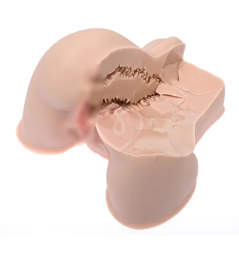 Мастурбатор полуторс с вагиной и попкой Naked Factory Kate телесный фото 2