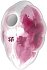 Вакуумный вибростимулятор Satisfyer Cloud Dancer розовый фото 1